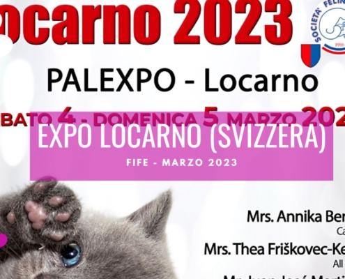 esposizione felina locarno svizzera marzo 2023
