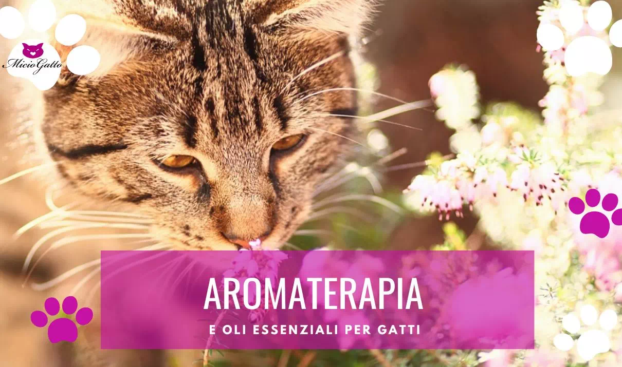 Oli essenziali per gatti e aromaterapia sugli animali 