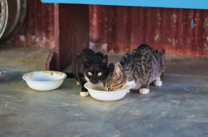 miglior cibo per gatti sterlizzati