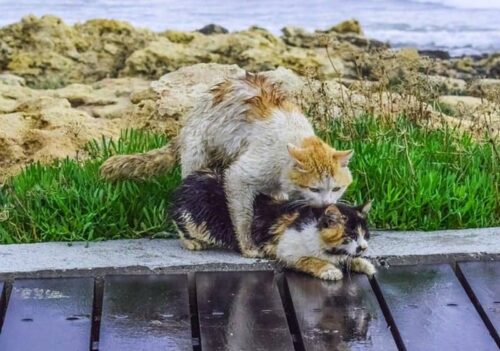 Accoppiamento tra gatti come avviene la loro riproduzione