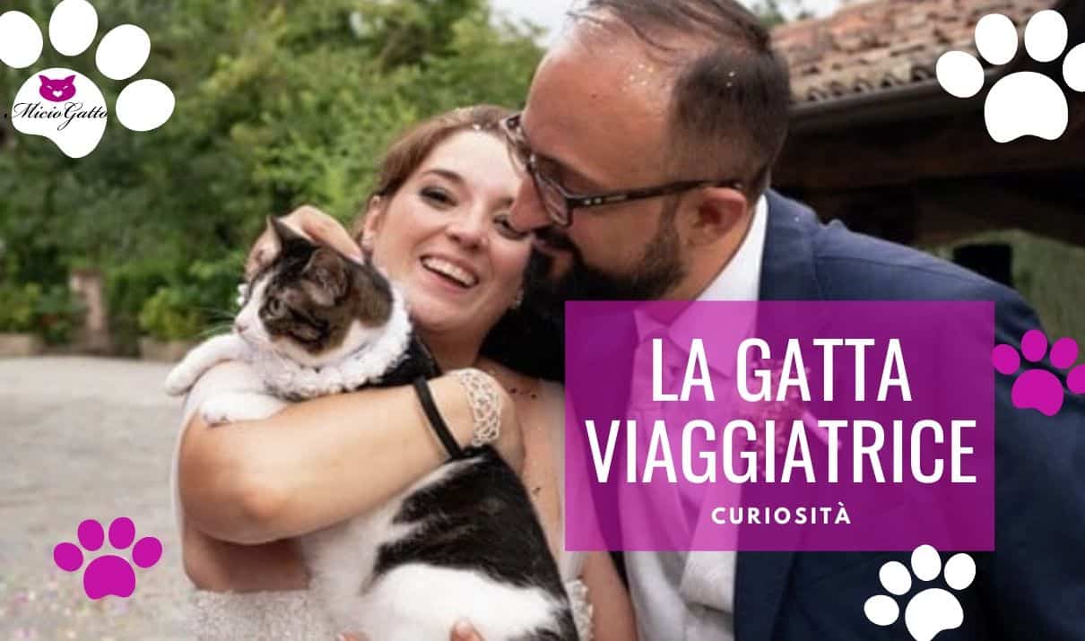 Madeleine, la micia viaggiatrice e gatta giramondo - MicioGatto